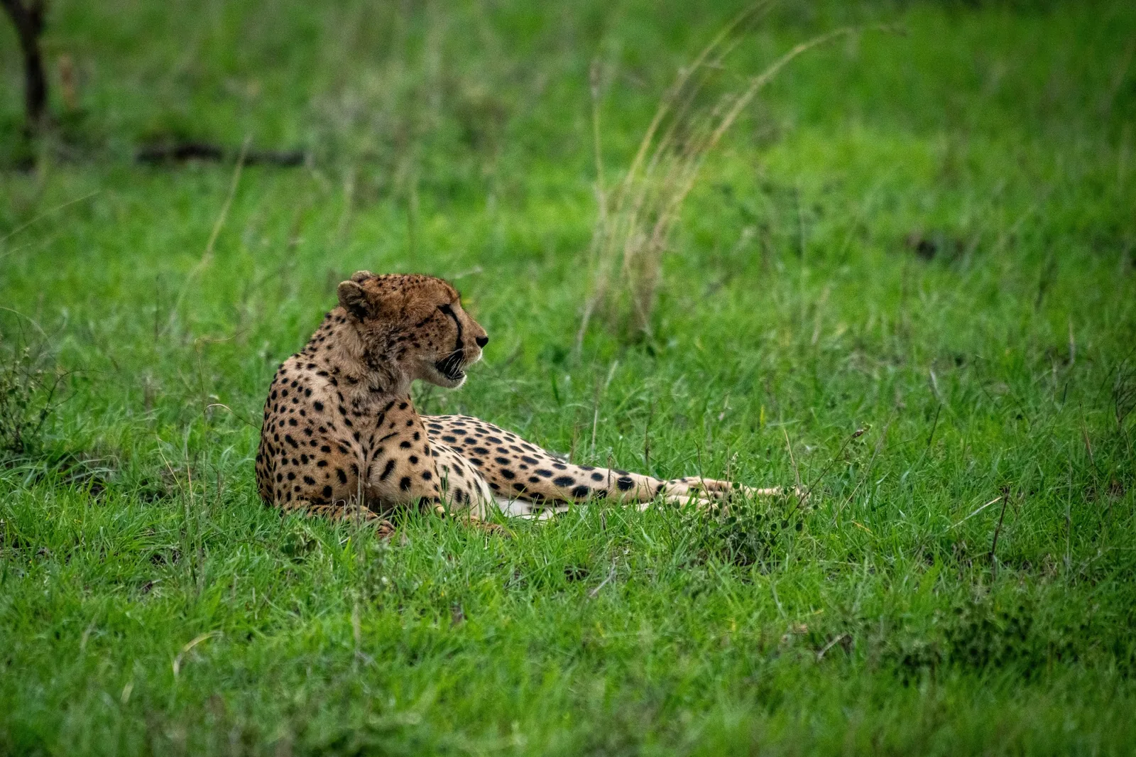 Representative photo: cheetah