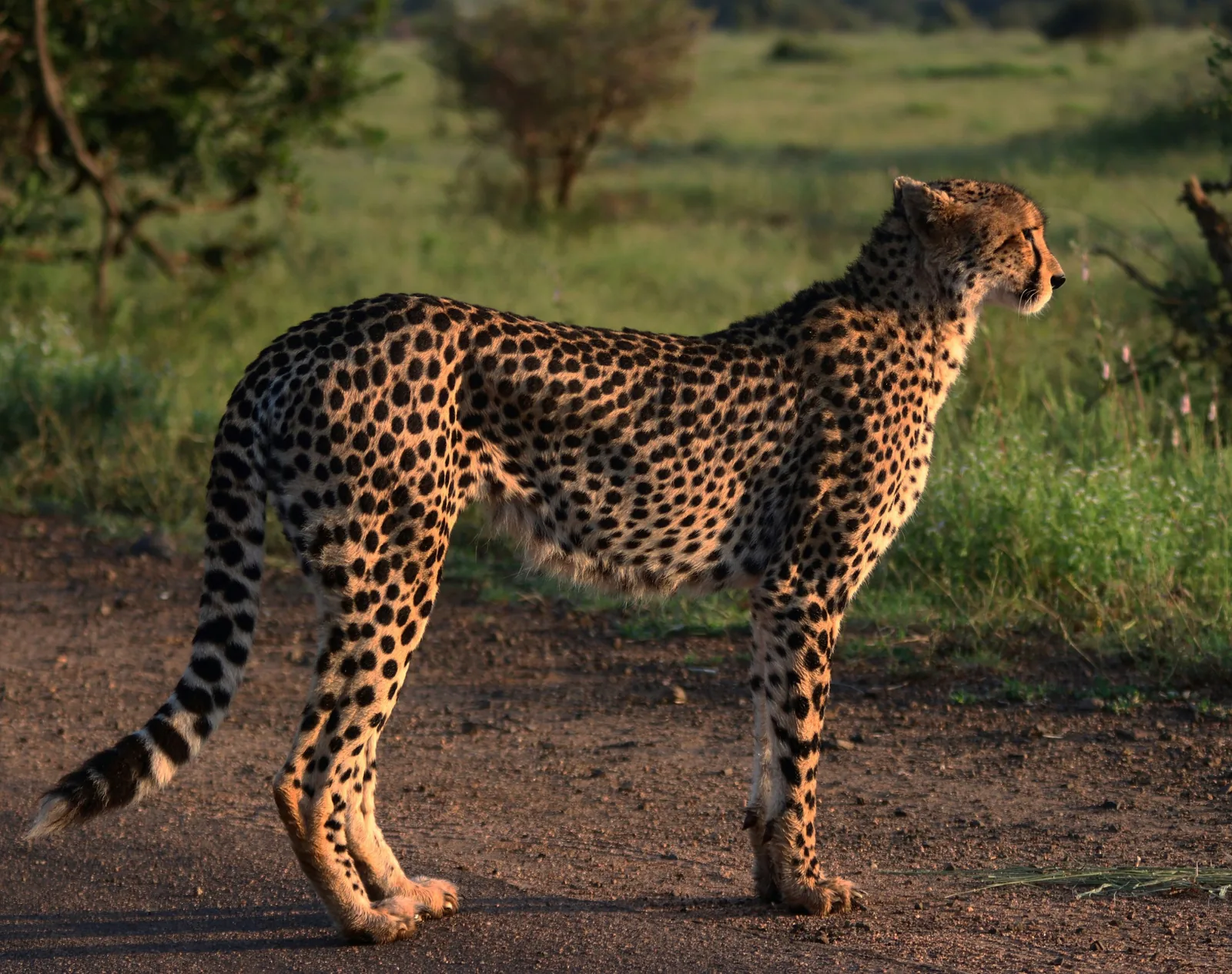 Representative photo: cheetah