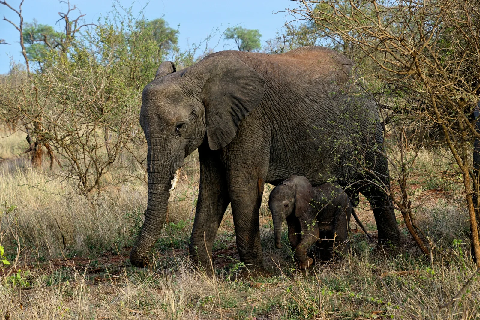 Representative photo: elephant and calf