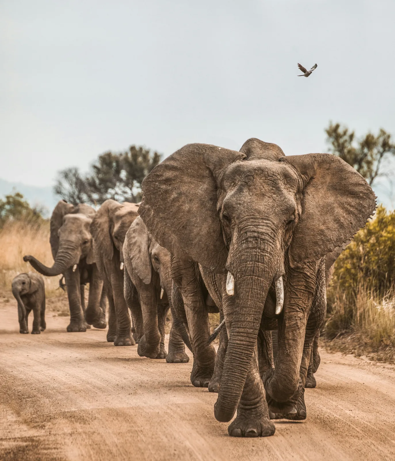Representative photo: elephant herd