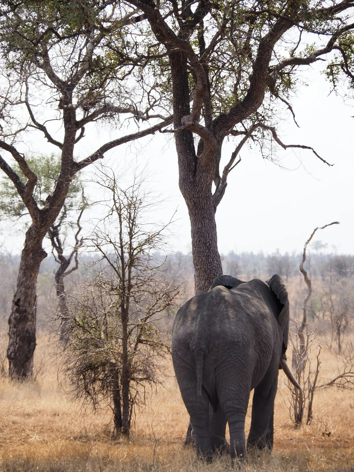 Representative photo: elephant under marula trees