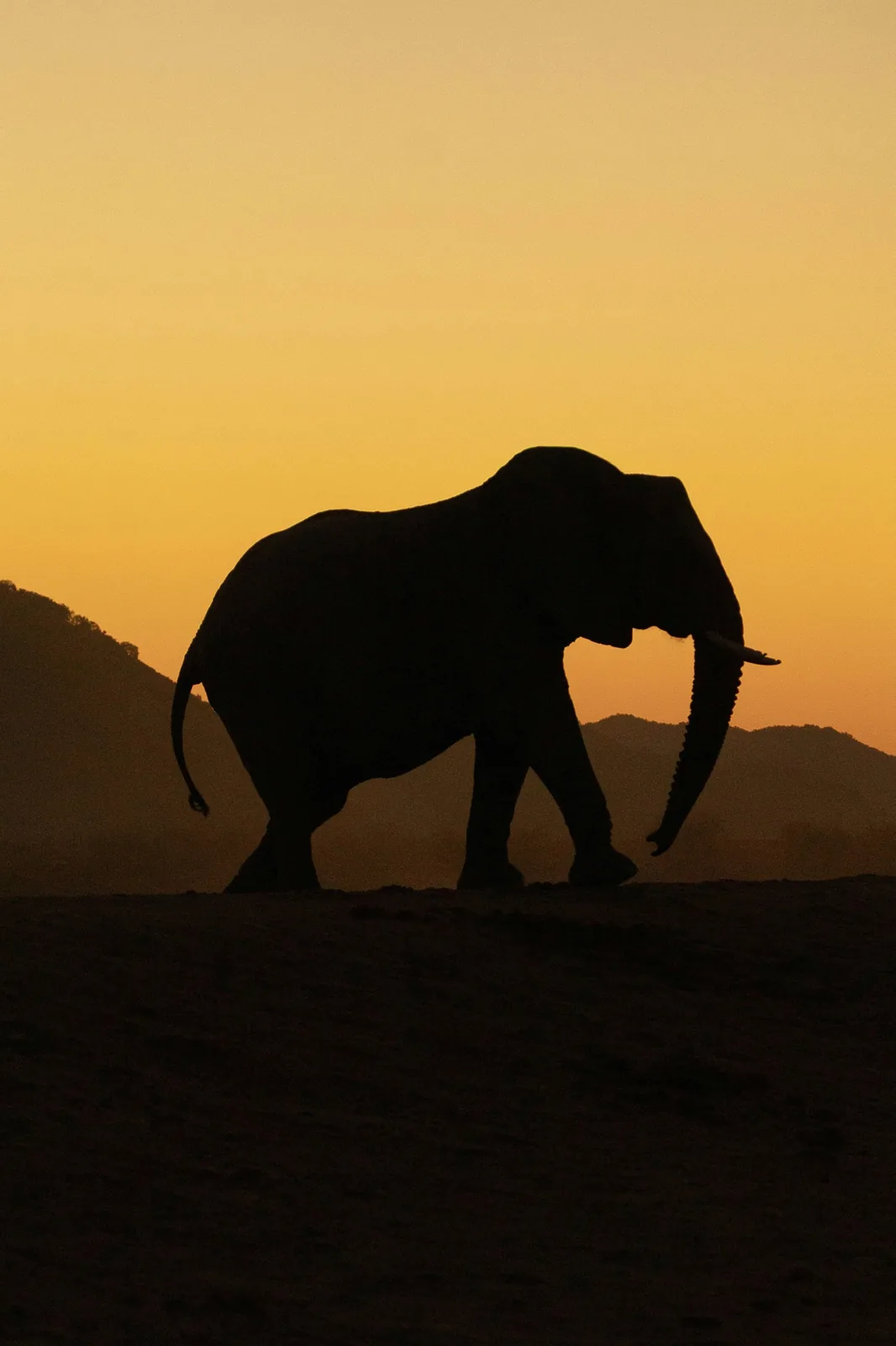 Representative photo: elephant at sunset