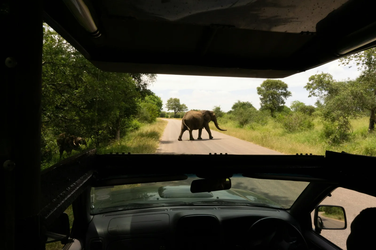 Representative photo: elephant crossing the road