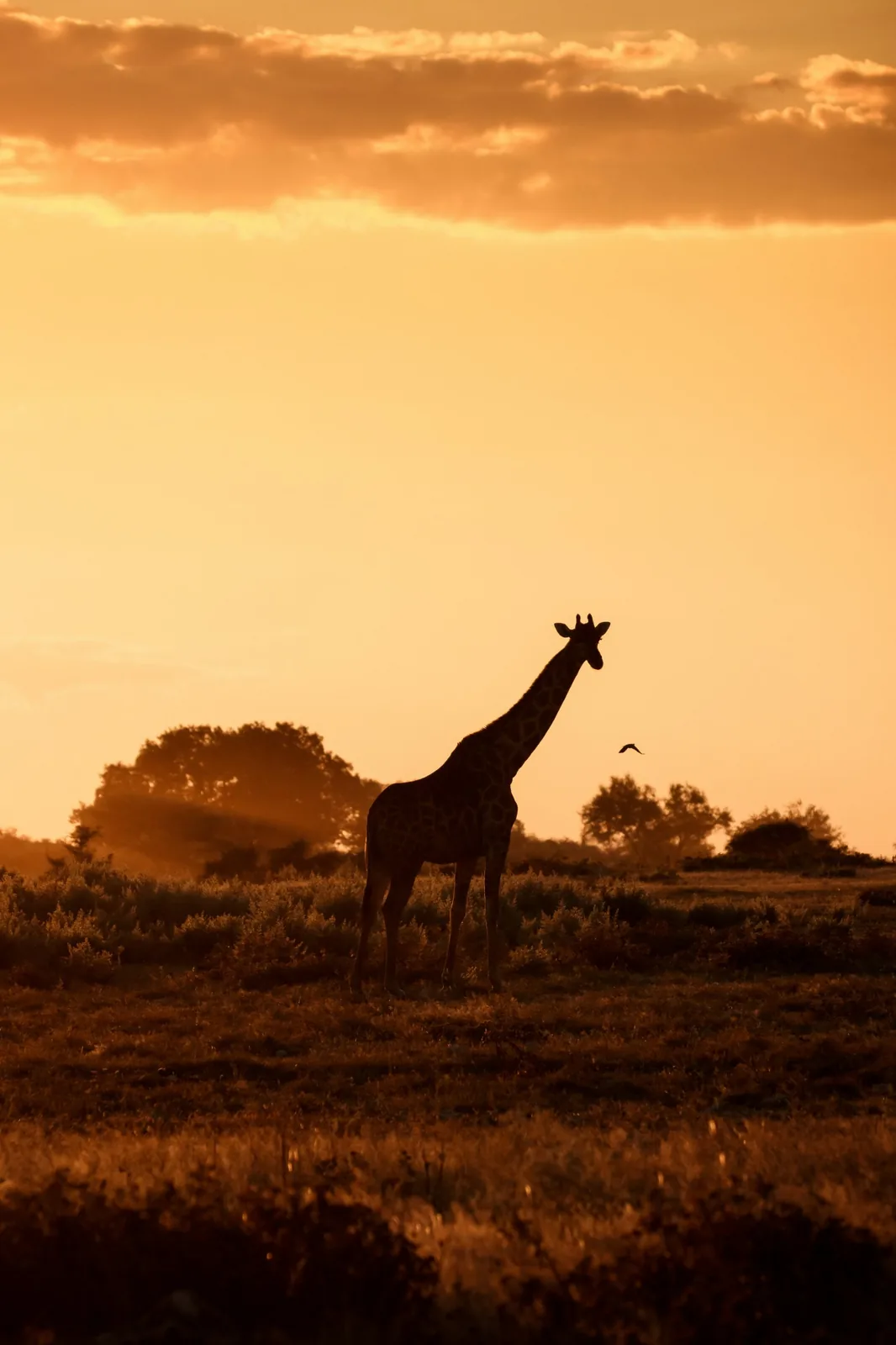 Representative photo: giraffe at sunset