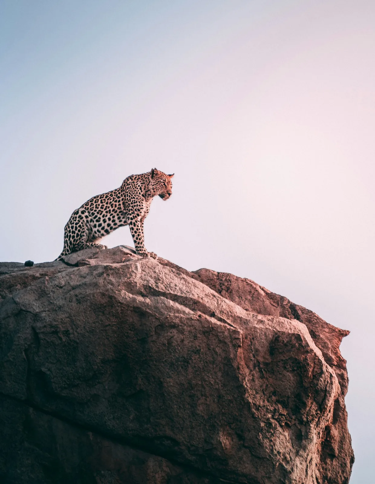 Representative photo: leopard