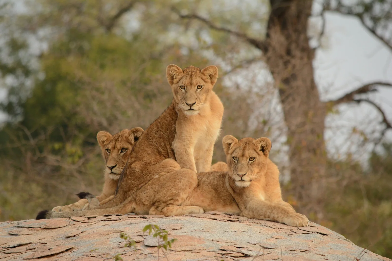Representative photo: lion cubs