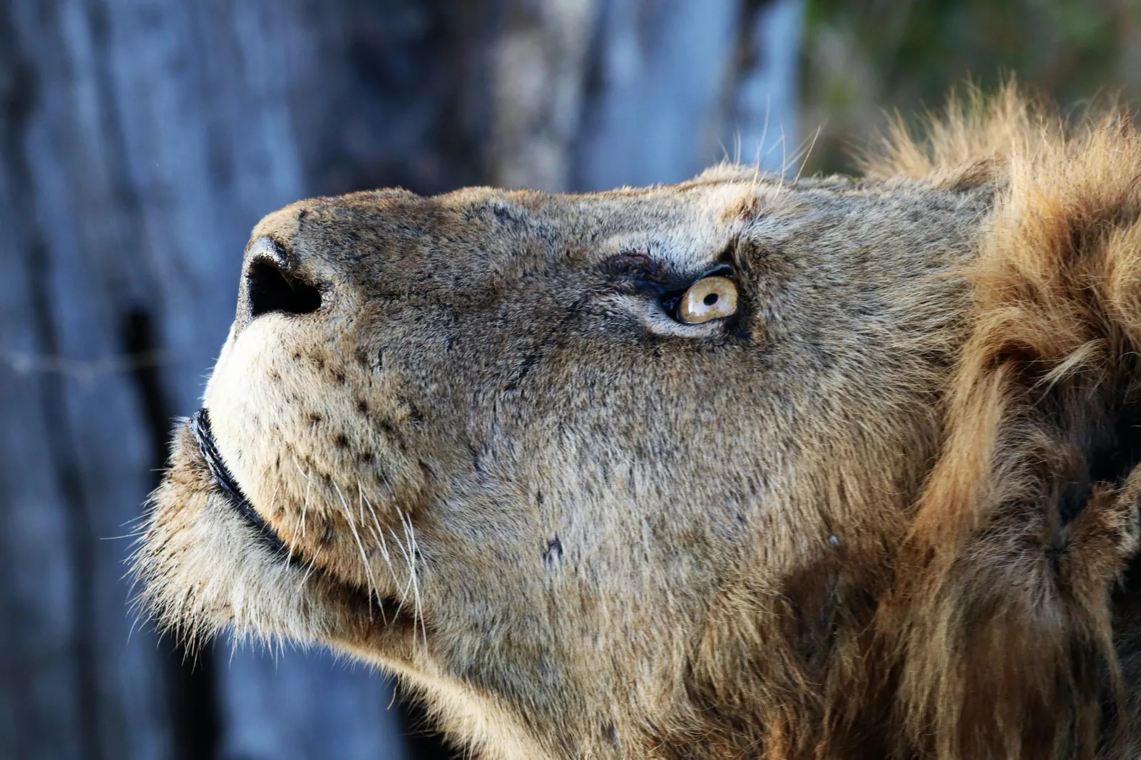 Representative photo: male lion