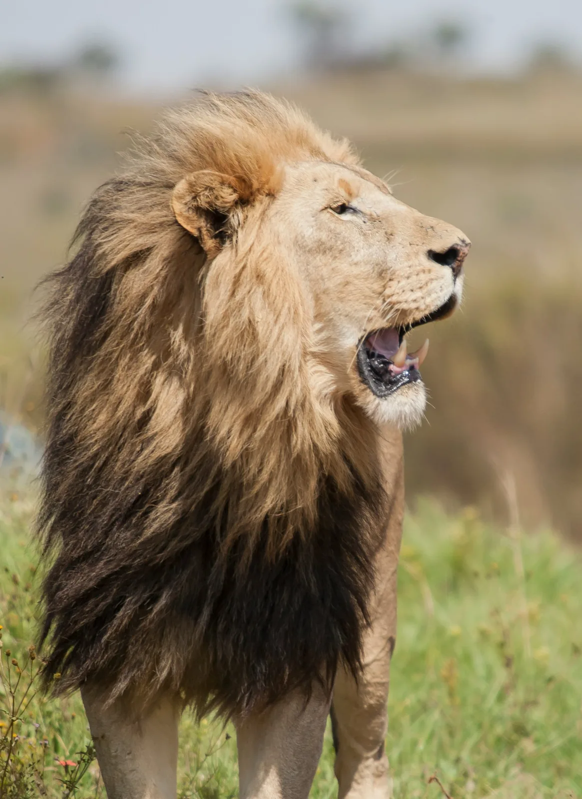Representative photo: male lion