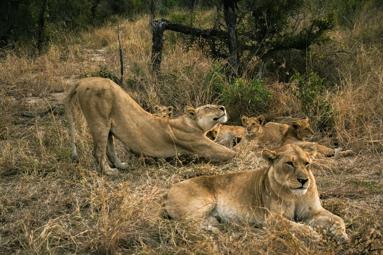 Representative photo: lionesses and cubs