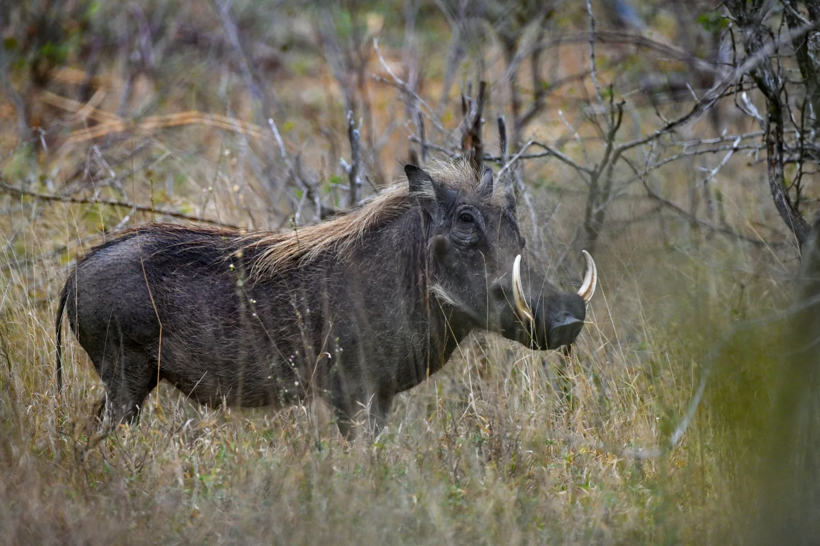 Representative photo: warthog