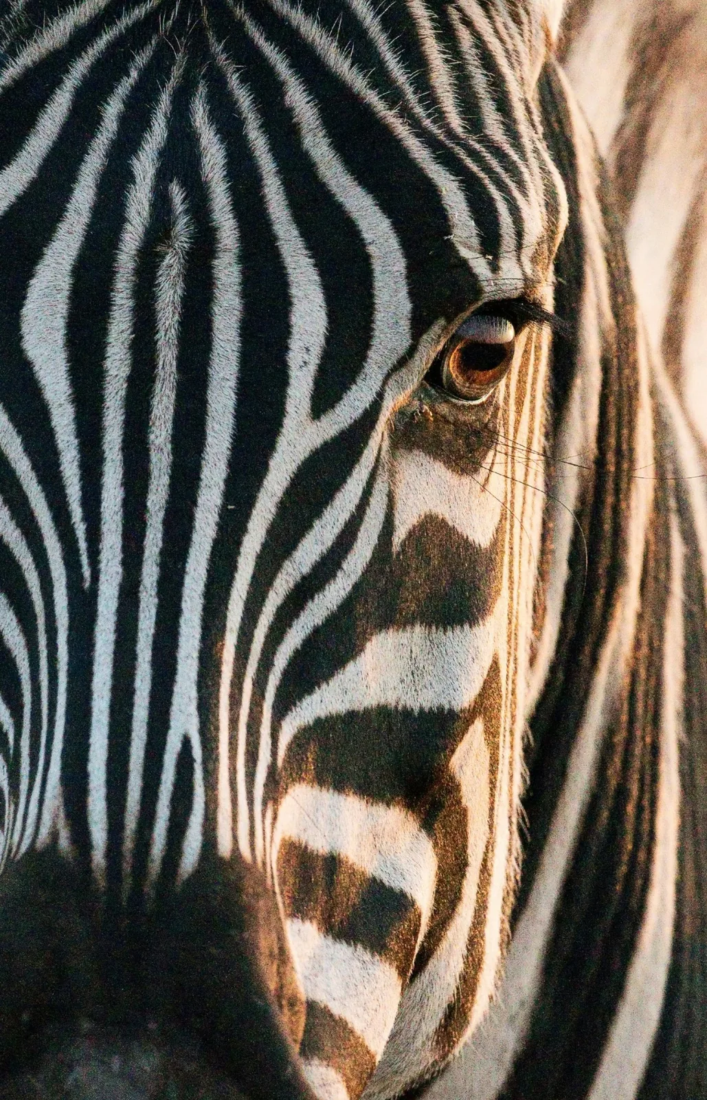 Representative photo: zebra