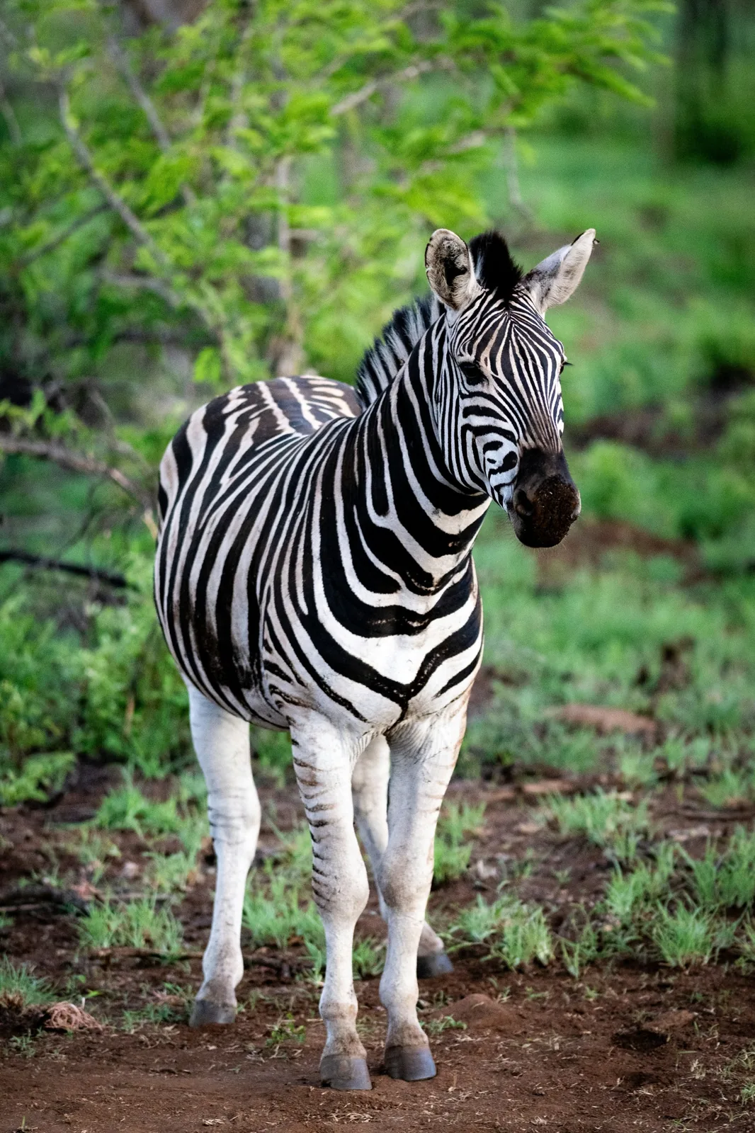 Representative photo: zebra